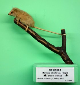 Gracilinanus microtarsus (Marmosa microtarsus) - Museo Civico di Storia Naturale Giacomo Doria - Genoa, Italy - DSC02975