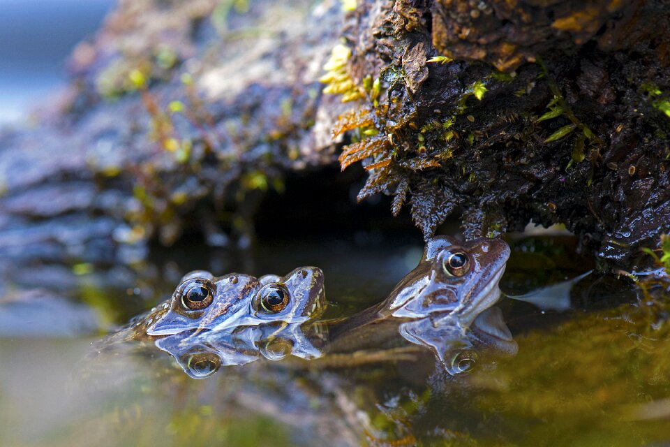 Water pairing amphibians