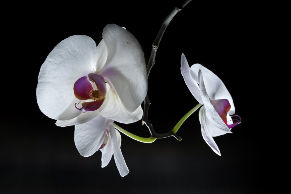 Blossom bloom plant