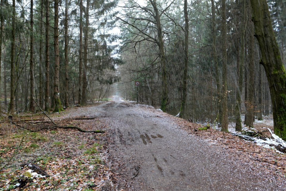 Graupel in Taunus forest Dornholzhausen 2021-04-06 02