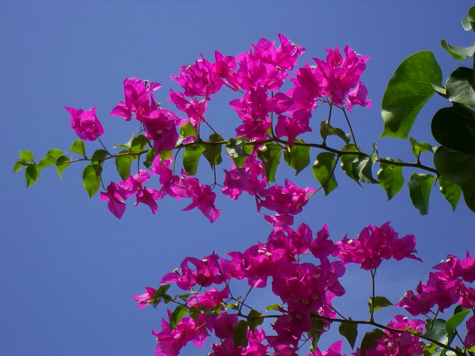 Maldives flowers bougainville
