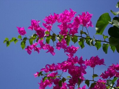 Maldives flowers bougainville