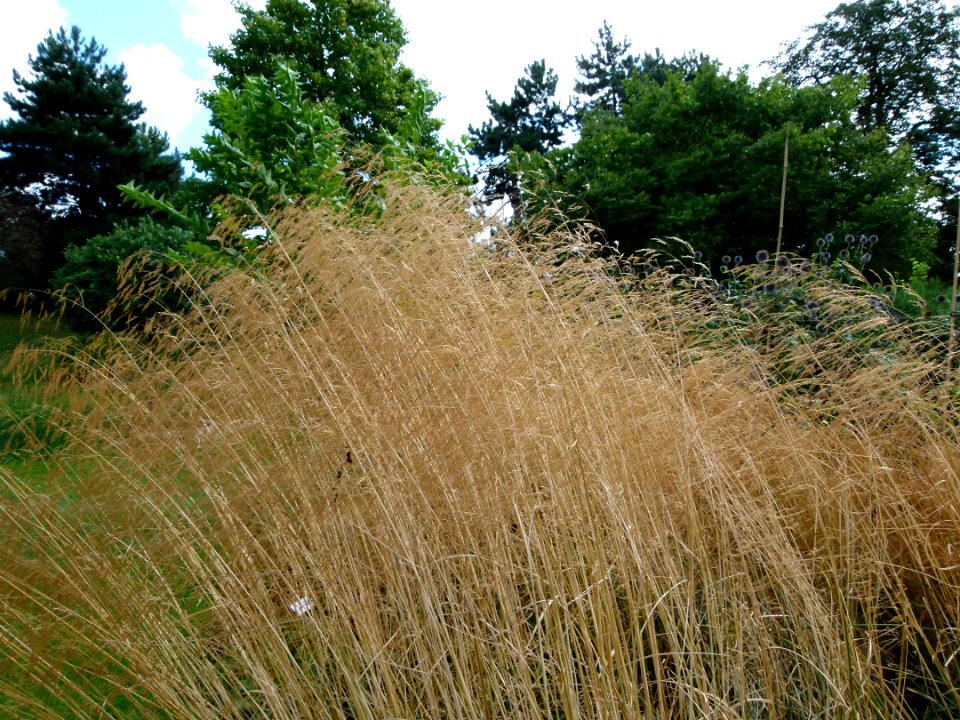 Graminées Parc floral