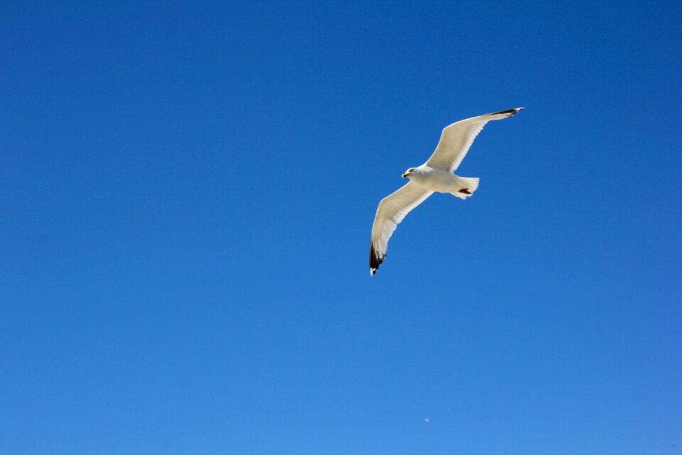 Bird flying north sea
