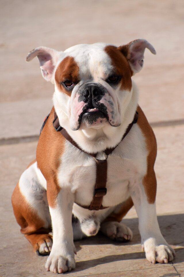 Dog animal portrait sitting