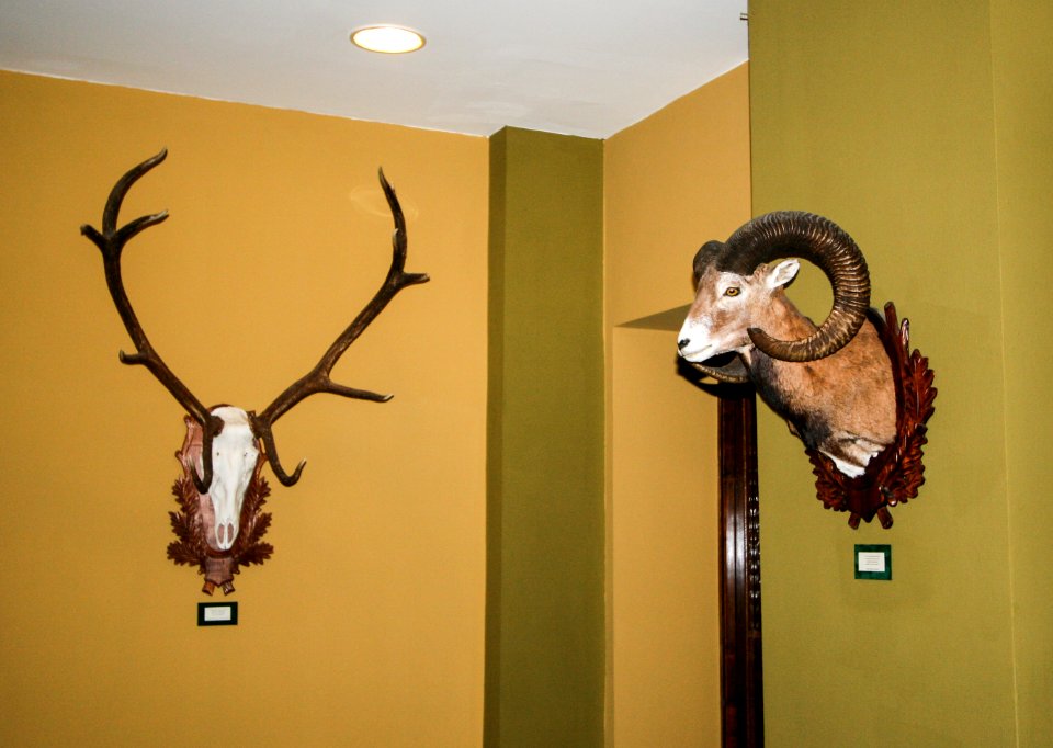 Grand Hotel Galya, trophies of red deer and mouflon