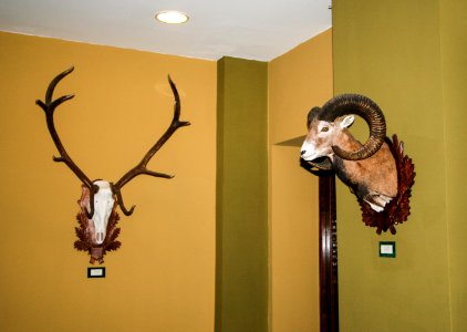 Grand Hotel Galya, trophies of red deer and mouflon