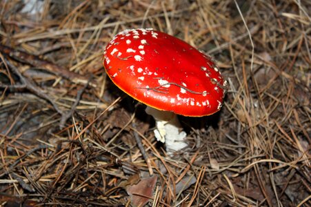 Mushroom autumn dry grass