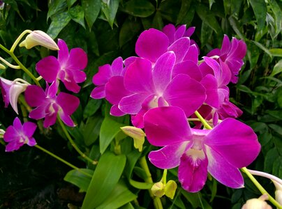 Flower plant pink