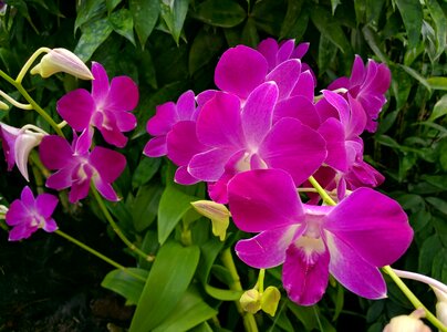 Flower plant pink photo