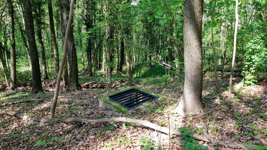 Gronsveld-Groeve op de Trichterberg I (5)