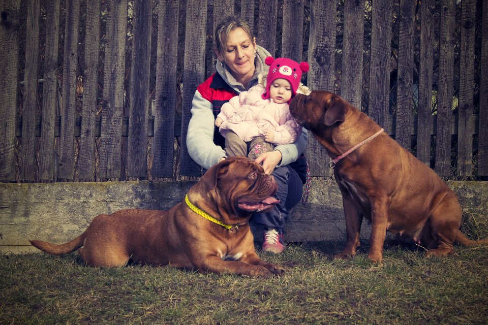 Mastiff dogue french
