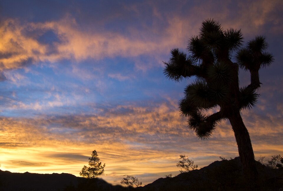 Joshua tree silhouettes desert