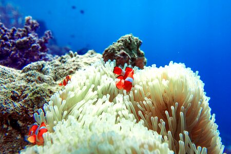 Widi islands halmahera indonesia