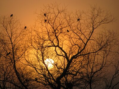 Birds in trees sunlight spring photo