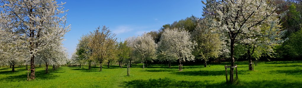 Gronsveld-boomgaard aan rand Savelsbos (1)