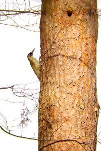 Gruenspecht.Tegeler.Forst