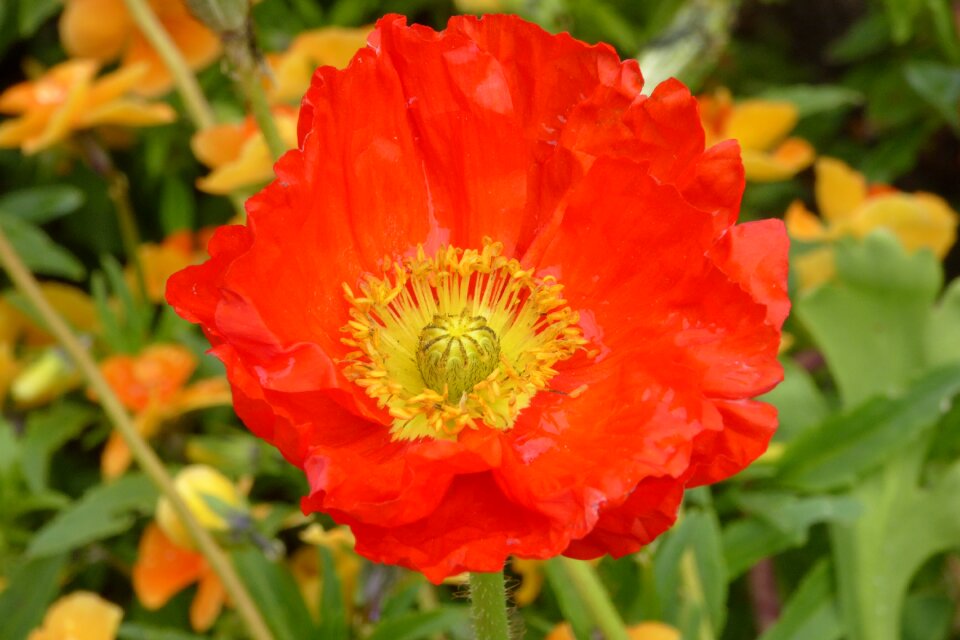 Red klatschmohn nature