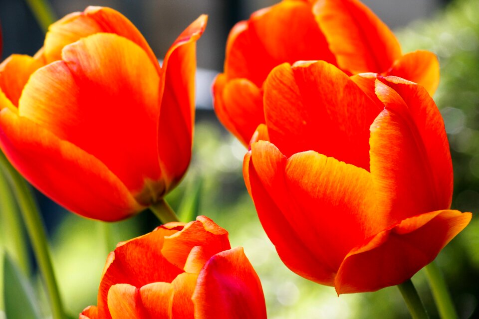 Flowers nature petals