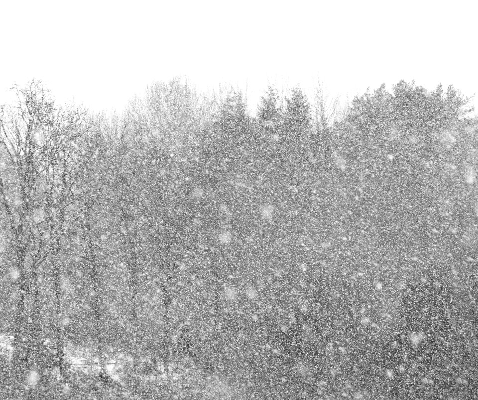 Grove of trees in snow
