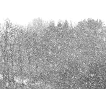 Grove of trees in snow