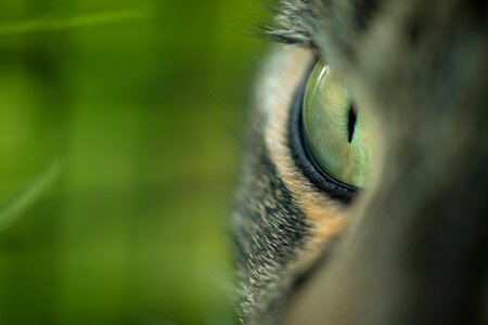 Close up macro cat face photo