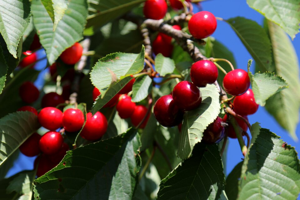 Cherries orchards lorraine