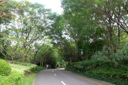 Greenway of Shenzhen International Garden and Flower Expo Park3