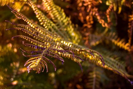 Dry leaves bronze nature