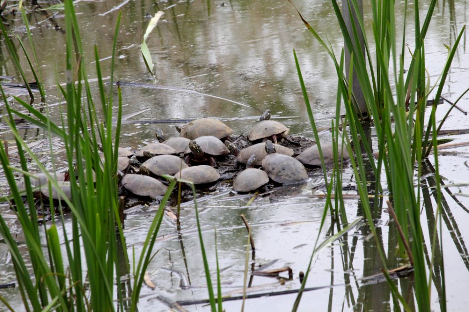 Group Of Basking Turtles (256531763)