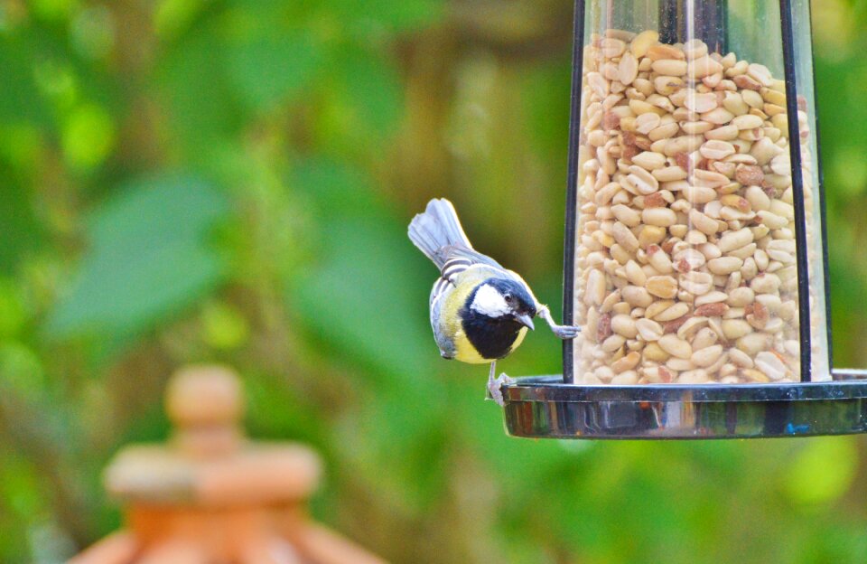 Garden peanuts animal