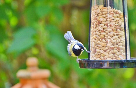 Garden peanuts animal