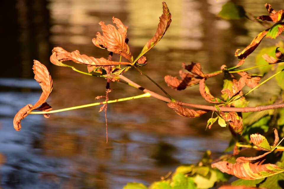 Golden autumn fall foliage leaf