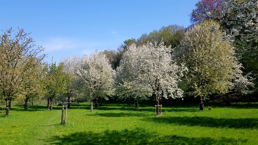Gronsveld-boomgaard aan rand Savelsbos (2)