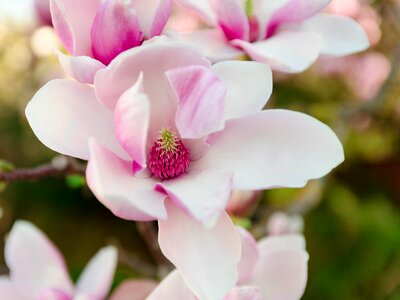 Pink spring magnolia photo