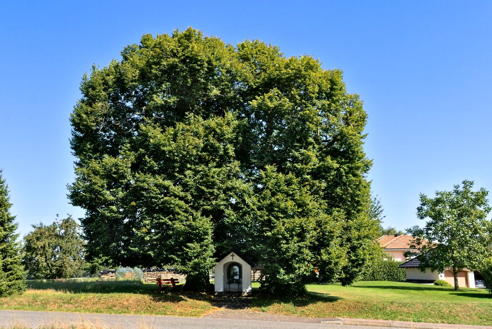 Grossmaischeid Linden