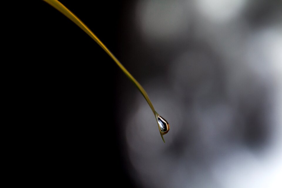 Nature macro close up