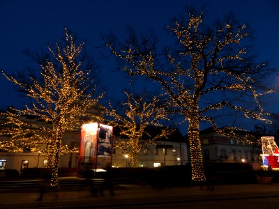 Grudzień 2017 Warszawa Krakowskie Przedmieście drzewa