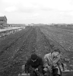 Grondbewerking, machines, werktuigen, pootwerkzaamheden, bosbouw, Bestanddeelnr 253-4640