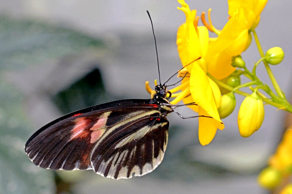 Flying animal black