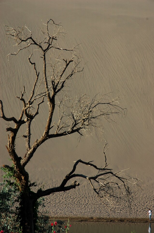 Gansu province dunhuang withered