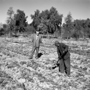 Grondbewerkingen, arbeiders, Bestanddeelnr 250-8589