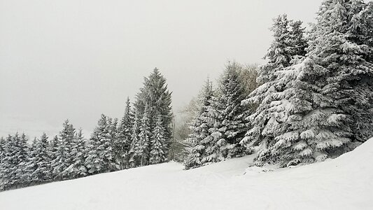Cold forest coniferous forest