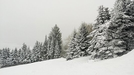 Cold forest coniferous forest photo