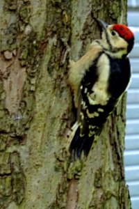 Grote bonte specht4