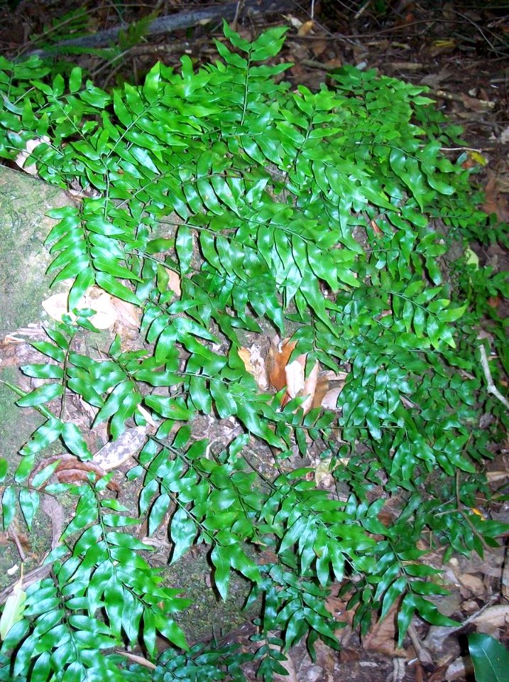 Ground Fern - Macquarie Pass National Park