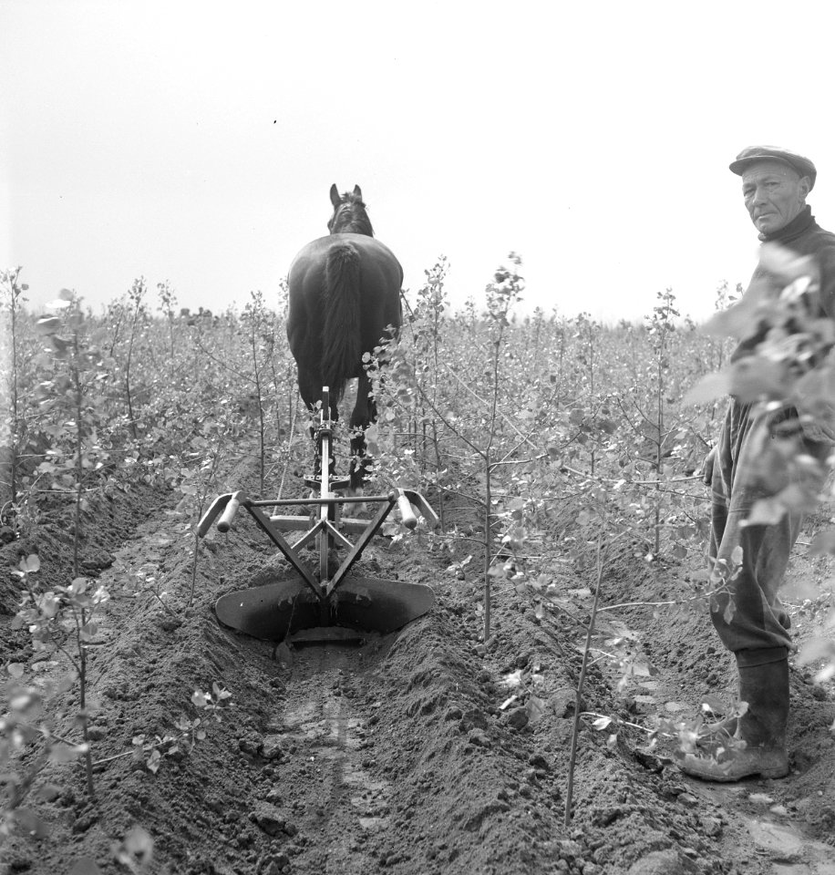 Grondbewerking, landbouwmachines, werktuigen, jonge, paarden, Bestanddeelnr 251-8813