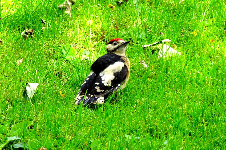 Grote bonte specht3