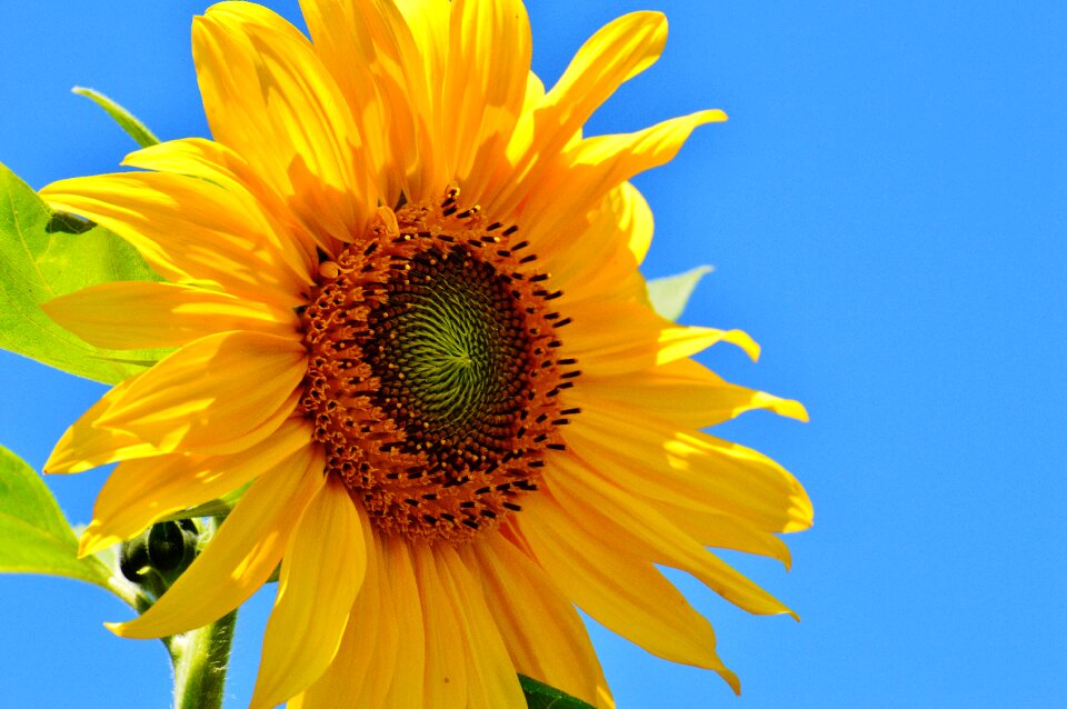 Blossom bloom yellow photo