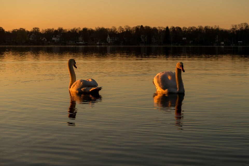 Water bird bird white